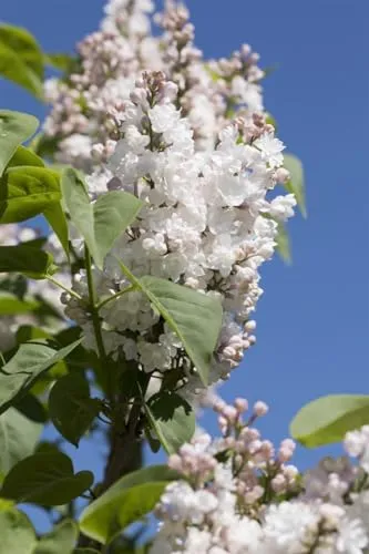Syringa vulgaris 'Schöne von Moskau' - Duftender Flieder mit zartrosa-weißen Blüten - Hecken- und Solitärpflanze mit duftenden Blüten, bienenfreundlich und winterhart bis -25 °C. Ideal für Gartenanfänger und sonnige Standorte.