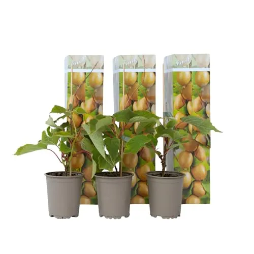 Plant in a Box - Actinidia deliciosa 'Jenny' - 3er Set Kiwibeeren - Obstsamen & -pflanzen, selbstbefruchtend und winterhart, ideal für sonnige Gärten und liefert nach 3-4 Jahren köstliche Früchte.