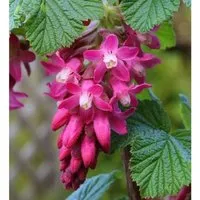 Pflanzen Blau von Baumschule