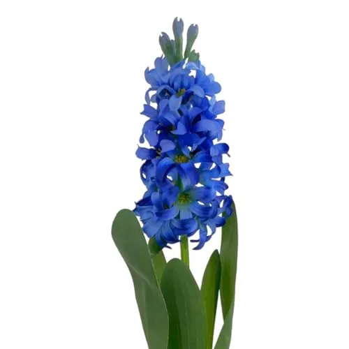 Floratexx Künstliche Hyazinthe 44cm BLAU, Künstliche Blumen Kunstblume Osterdeko Frühlingsdeko, 41050 04