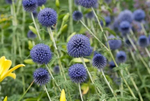 Echinops banaticus 'Blue Globe' 9x9 cm Topf – Winterhart, Mehrjährig, Pflegeleicht – Kugeldistel – Staude für Beet & Rabatte