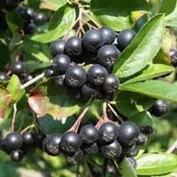 Produktbild Apfelbeere Aronia melanocarpa 40 bis 60 cm im Container Reich an Antioxidantien