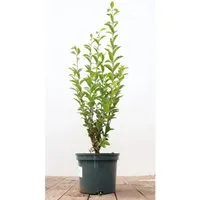 Ligustrum ovalifolium 60-80 cm