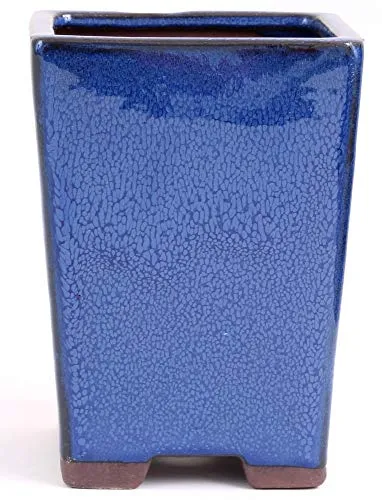 Bonsai in blau von Bonsai-Shopping