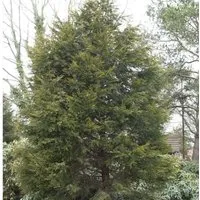 Produktbild Gelbe Leyland Zypresse Castlewellan Gold 40-60cm