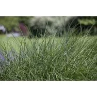 Pflanzen für Dich Gräser Deschampsia cespitosa – Ziergras mit goldenen Rispen - Deschampsia cespitosa, die Rasen-Schmiele, ist ein pflegeleichtes Ziergras mit eleganten, goldgelben Blütenrispen und bienenfreundlichen Eigenschaften, ideal für naturnahe Gärten.