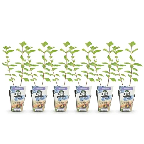 GreenboutiQ - Obstpflanzen - Honigbeere - Lonicera caerulea Kamtschatica - Winterhart - 6 Pflanzen - Topf 9 cm - Blaue Beere
