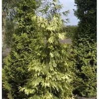 Lebensbaum Zebrina Extra Gold 100-125cm - Thuja plicata