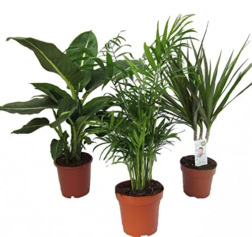 Dominik Blumen und Pflanzen, Zimmerpflanzen Set aus 1x Diefenbachie, 1x Zimmerpalme und 1x Drachenbaum (Dracaena marginata), 10-12 cm Topf