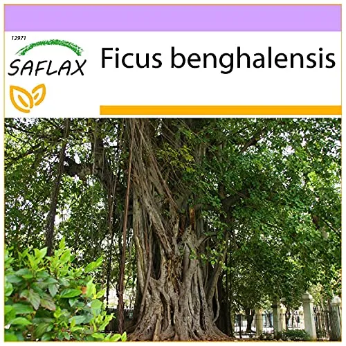 SAFLAX - Bengalische Würgefeige - 20 Samen - Ficus benghalensis