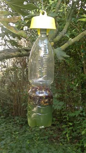 Tap Trap - Biotrappola Cromotropica Aliment. Abwehr Ökologisch Ab Insekten N 5