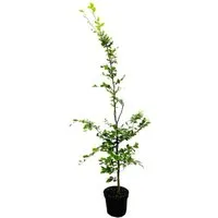 Fagus sylvatica 150-175 cm