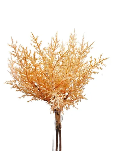 artplants Deko Asparagus sprengeri Bund RUBIOLTA, Aprikose, 35cm