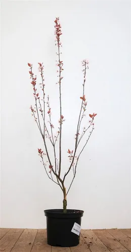 Pflanzen für Dich Gehölze Prunus cerasifera Nigra, 1 St.