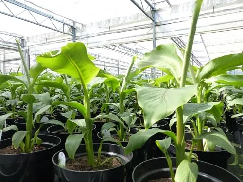 gruenwaren jakubik Bananenstaude 2 Stück Musa Basjoo - Winterharte Bananenstaude, 60-80 cm hoch, ideal für exotische Gärten und als Sichtschutz. Robust und pflegeleicht für ein tropisches Flair!