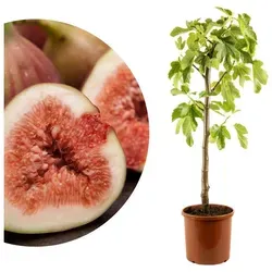 Meine Orangerie Feigenbaum Stämmchen - Ficus Carica 
