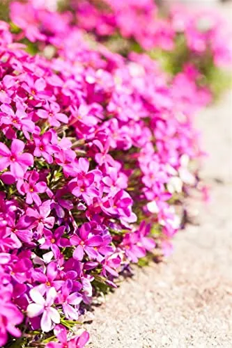 Phlox douglasii 'Crackerjack' – Leuchtend rosa Polsterphlox im 9x9 cm Topf - Der Douglas-Polsterphlox 'Crackerjack' begeistert mit üppigen, karminrosa Blüten und ist ideal für Steingärten oder als Bodendecker. Pflegeleicht und winterhart, sorgt er für farbenfrohe Akzente im Garten.
