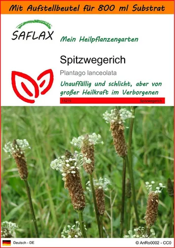 SAFLAX Blumensamen SAFLAX - Garden in the bag - Spitzwegerich