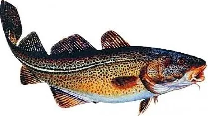 Produktbild Jenzi Aufkleber Dorsch groß