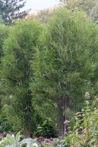 Rhamnus frangula 'Fine Line' - Säulen-Faulbaum 40-60 cm - Pflanze für moderne Gärten, ideal als pflegeleichte Heckenpflanze oder Sichtschutz. Winterhart bis -30 °C und schmal wachsend, perfekt für enge Beete.