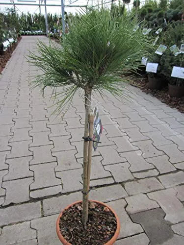 Hochstamm von Baumschule