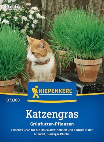 Katzengras MHD 01/28 Frisches Grünfutter für Heimtiere Kiepenkerl Samen 1073300