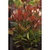 Photinia Fraseri Little Red Robin Glanzmispel Rot 20–30 cm
