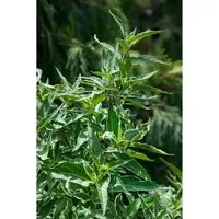 Diervilla sess. 'Butterfly' - Attraktives Busch-Geißblatt - Ziergehölze mit leuchtend gelben Blüten von Juni bis August, hitzeverträglich und pflegeleicht. Ideal für Kübel, Vorgarten oder als Blickfang in Beeten.
