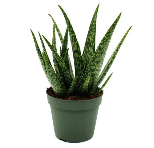 Exotenherz Sukkulente Aloe MEDIVERA - Neue Aloe vera Züchtung - 14cm Topf - ca. 30cm hoch