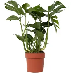 Plant in a Box - Monstera Deliciosa - Indoor Pflanze 70-80cm - Garten-Zubehör: Robuste Monstera Deliciosa, ideal für schattige Räume, luftreinigend und pflegeleicht mit beeindruckendem Wachstum.