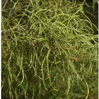 Produktbild Feinblättriger Faulbaum Ron Williams 60-80cm - Frangula alnus