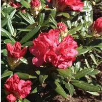 Produktbild Rhododendron Bohlkens Roter Stern 25-30cm