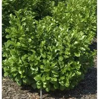 Produktbild Lorbeerkirsche Etna 30-40cm - Prunus,aurocerasus