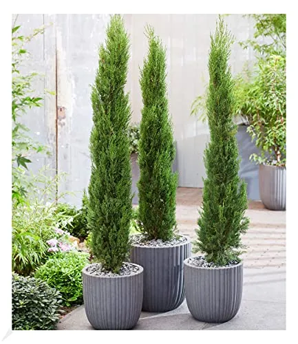 BALDUR Garten Echte Toskana 'Säulen-Zypressen', 1 Pflanze, Cupressus sempervirens pyramidalis Mittelmeer-Zypresse winterhart, pflegeleicht, Wasserbedarf gering