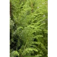 Juniperus communis 'Bruns' - Gemeiner Wacholder, säulenförmig, immergrün - Ziergehölz mit schlankem, eleganten Wuchs. Ideal für Garten, Terrasse oder Balkon. Wintergrün und pflegeleicht, bringt Struktur und Akzente das ganze Jahr über.