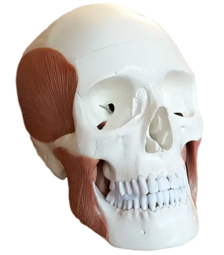 Lebensgroßes 3-teiliges Schädel Anatomie Modell mit abnehmbarer Kaumuskulatur - Hochwertiges PVC-Modell zur Unterstützung der anatomischen Ausbildung. Ideal für Studierende und Fachkräfte im Bereich Wissenschaft, bietet detailgetreue Darstellungen.