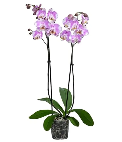 Dehner Schmetterlingsorchidee Art Nouveau, Phalaenopsis cultivars, zweitriebig, 40-50 cm inkl. Pflanztopf, Ø Topf 12 cm, Zimmerpflanze