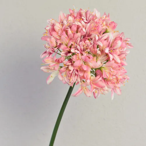 Kunstblume Schmucklilie Akali, rosa-pink, 100cm - Elegante Schmucklilie aus hochwertigem Kunststoff, ideal für die Innendekoration. Mit einer Höhe von 100 cm bringt sie Farbe und Stil in jedes Zuhause.