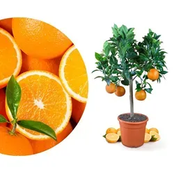 Meine Orangerie Orangenbaum Mezzo - Echte Zitruspflanze für Garten und Terrasse - Veredelter Orangenbaum (Citrus sinensis) mit üppigem Blattwerk und duftenden Blüten. Ideal für Garten oder Terrasse, bringt mediterranes Flair und Freude mit essbaren, saftig-süßen Früchten. Inkl. 16-seitiger Pflegebroschüre.