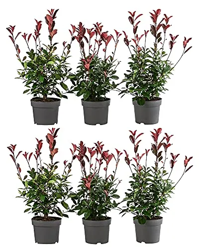 Dehner Hecken Purpur-Glanzmispel Red Robin, 2 m, 6 x 5 l - Attraktive Heckenpflanze für Sichtschutz: 2 m hohe Purpur-Glanzmispel 'Red Robin' im 6 x 5 l Set. Wuchsfreudig, pflegeleicht und mit leuchtend purpurroten Trieben ein echter Hingucker in Ihrem Garten.