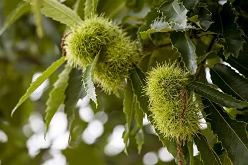 Castanea Sativa Esskastanie 100–125 cm - Hausbaum mit großen glänzenden Blättern, winterhart und pflegeleicht. Ideal als Solitärbaum, bietet Lebensraum für Bienen und Vögel und produziert köstliche Maronen.