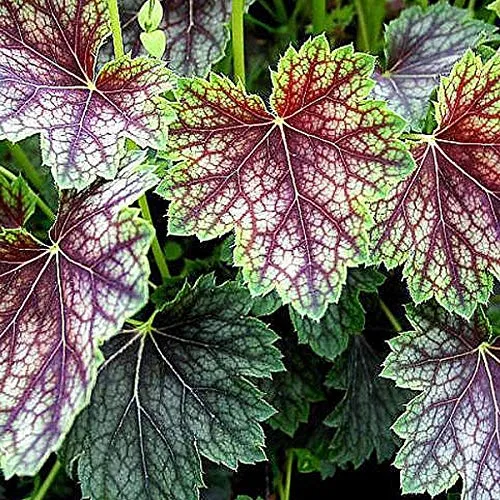 Garten Silberglöckchen - Heuchera 'Beauty Colour': Für Gartenfreunde. 6 x