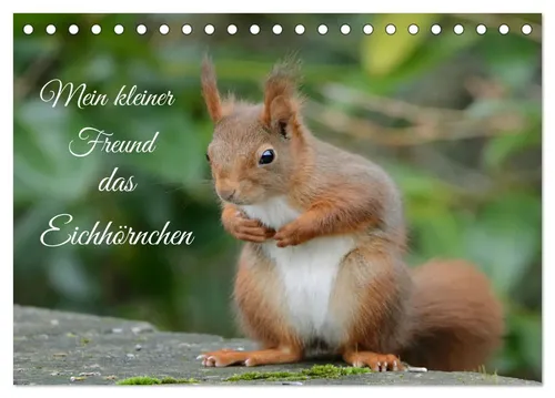 Rufotos Rufotos | Mein kleiner Freund das Eichhörnchen (Tischkalender 2026...