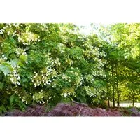 Kletterhortensie Hydrangea petiolaris, 1 St.