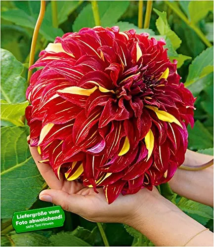 BALDUR Garten 2x Dahlie 'Bohemian Spartacus', Knollen in Größe I, riesige Blütengröße, karminrote Blüten mit goldgelben Einschlüssen, pflegeleicht, mehrjährig, ideal für Beete & Rabatten
