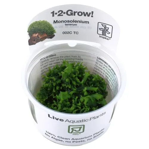 Tropica 1-2-Grow! Monosolenium tenerum 1 Stück von TROPICA