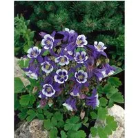 Aquilegia Caerulea Blue Star Akelei Ca. 9x9 cm Topf