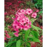 Phlox Paniculata Flamingo Hoher Sommerphlox Ca. 11x11 cm Topf