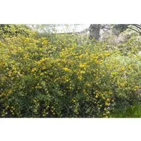 Kerria Japonica Ranunkelstrauch 150-175 cm – Blühender Zierstrauch