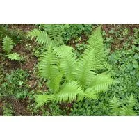 Polystichum Setiferum Proliferum Schildfarn Immergrün 30–40 cm